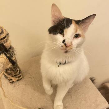 Tria -  Domestic Short Hair Cat for Adoption in Waltham, Massachusetts - Tria | PetCurious