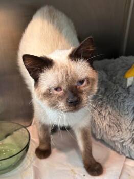 Fox -  Siamese and Domestic Short Hair Cat for Adoption in Cromwell, Kentucky - Fox | PetCurious