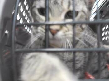 Domestic Short Hair Cats Available for Adoption in Omaha, Nebraska - STRAWBERRY | PetCurious