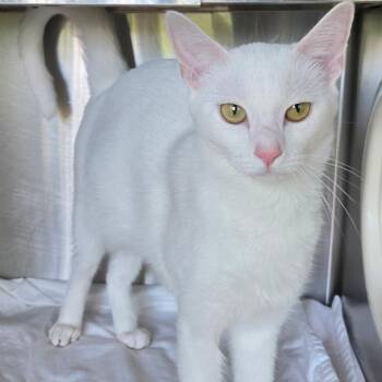 Gracie -  Domestic Short Hair Cat for Adoption in Asheville, North Carolina - Gracie | PetCurious