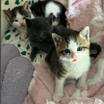 Aioli -  Domestic Short Hair Cat for Adoption in Layton, Utah - Aioli | PetCurious