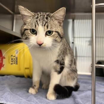 Domestic Short Hair Cats Available for Adoption in Manhattan, Kansas - Ash | PetCurious