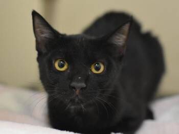 Glacier -  Domestic Short Hair Cat for Adoption in Portland, Oregon - Glacier | PetCurious