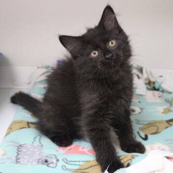 Cinco -  Domestic Short Hair Cat for Adoption in Champaign, Illinois - Cinco | PetCurious