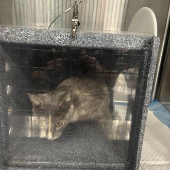 HOT LATTE -  Domestic Short Hair Cat for Adoption in Greensboro, North Carolina - HOT LATTE | PetCurious