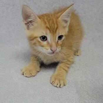 Cheese Land -  Domestic Short Hair Cat Available for Adoption in Valdosta, Georgia - Cheese Land | PetCurious
