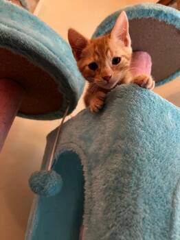 Snidely Whiplash -  Domestic Short Hair Cat for Adoption in Topeka, Kansas - Snidely Whiplash | PetCurious