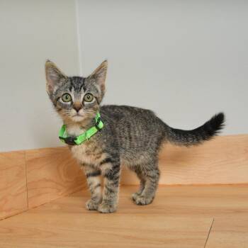 Louis Armstrong C70993 -  Domestic Short Hair Cat for Adoption in Minnetonka, Minnesota - Louis Armstrong C70993 | PetCurious
