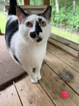 Houdini -  Domestic Short Hair Cat for Adoption in Cambridge, Maryland - Houdini | PetCurious