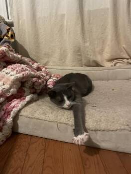 Rescue Domestic Short Hair Cats for Adoption in Buffalo, New York - KitKat | PetCurious