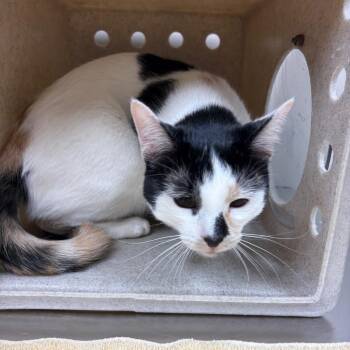Domestic Short Hair Cats Available for Adoption in Reno, Nevada - Bean | PetCurious