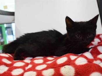 MONDAY -  Domestic Short Hair Cat for Adoption in Sacramento, California - MONDAY | PetCurious