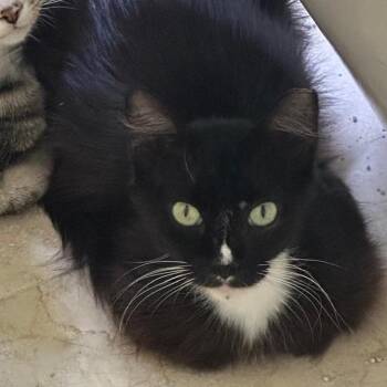 Lily -  Domestic Medium Hair Cat for Adoption in Buffalo, New York - Lily | PetCurious