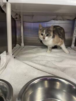 PATCHES -  Domestic Medium Hair and Domestic Short Hair Cat for Adoption in Omaha, Nebraska - PATCHES | PetCurious
