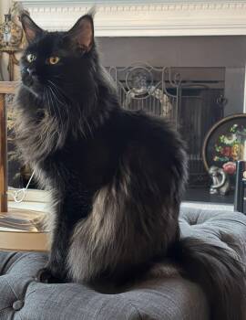 Pluto Courtesy Listing -  Maine Coon Cat for Adoption in Absecon, New Jersey - Pluto Courtesy Listing | PetCurious