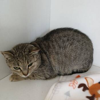 Winnie -  American Curl Cat for Adoption in Iowa Falls, Iowa - Winnie | PetCurious