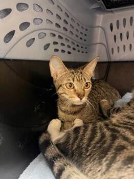 Kit -  Domestic Short Hair Cat for Adoption in Honolulu, Hawaii - Kit | PetCurious