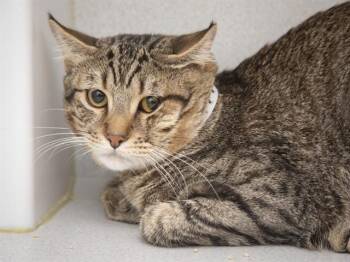 Domestic Short Hair Cats Available for Adoption in Phoenix, Arizona - SHYBOY | PetCurious