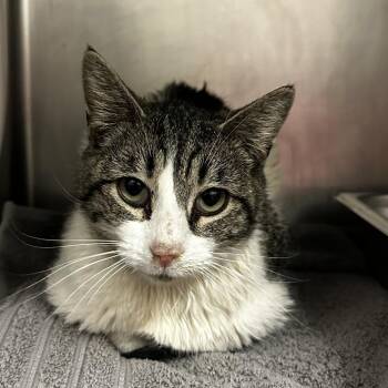 Domestic Short Hair Cats Available for Adoption - Sia (Alosia) | PetCurious