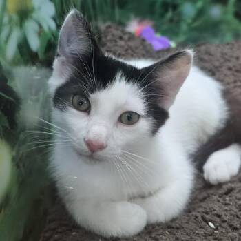Domestic Short Hair Cats Available for Adoption in Nashville, Tennessee - Panda | PetCurious