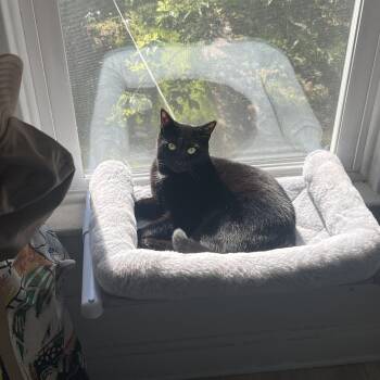 Domestic Short Hair Cats Available for Adoption in Marble Cliff, Ohio - Bubbles | PetCurious