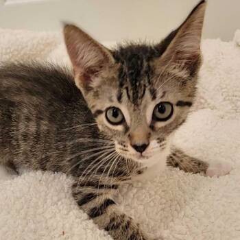 Lady Sif -  Domestic Short Hair Cat for Adoption in Buffalo, Minnesota - Lady Sif | PetCurious