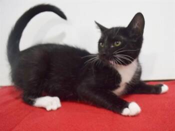 RAINA -  Domestic Short Hair Cat for Adoption in Sacramento, California - RAINA | PetCurious