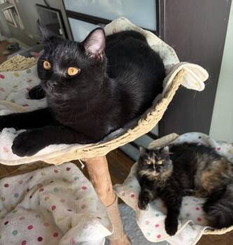 Jaguar and Amber Contact Syva -  Persian Cat for Adoption in Los Angeles, California - Jaguar And Amber Contact Syva | PetCurious