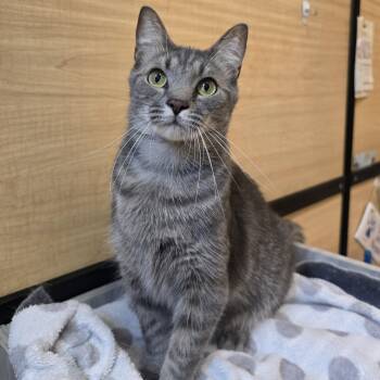 Tabby and Domestic Short Hair Cats Available for Adoption in Warr Acres, Oklahoma - Daniel | PetCurious