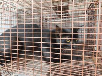 A658249 -  Domestic Short Hair Cat for Adoption in Houston, Texas - A658249 | PetCurious