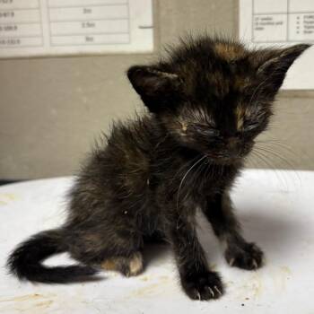 Tiger -  Domestic Short Hair Cat for Adoption in Yuma, Arizona - Tiger | PetCurious