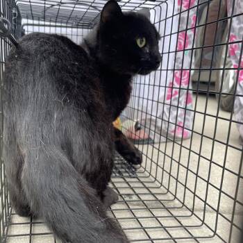 Domestic Short Hair Cats Available for Adoption - PETEY | PetCurious