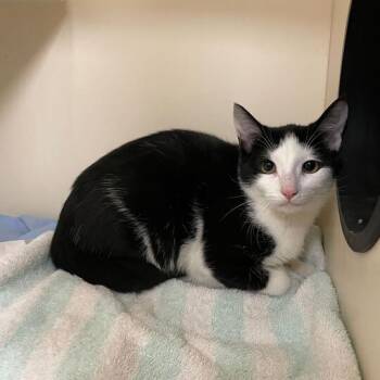 Rescue Domestic Short Hair Cats for Adoption in Wilmington, Delaware - Oreo | PetCurious