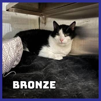Bronze -  Domestic Short Hair Cat for Adoption in Glenwood, Minnesota - Bronze | PetCurious