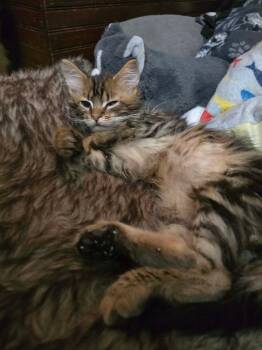 Buford -  Domestic Short Hair Cat for Adoption in Hinckley, Illinois - Buford | PetCurious