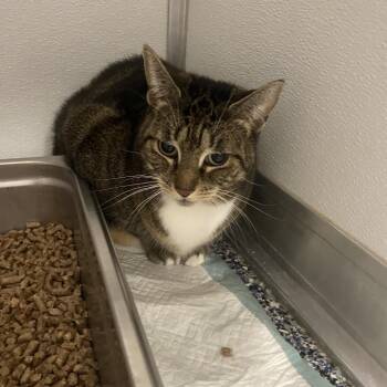 Nanna -  Domestic Short Hair Cat for Adoption in Binghamton, New York - Nanna | PetCurious