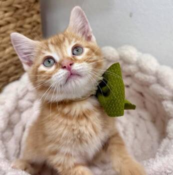 Tabby and Domestic Short Hair Cats Available for Adoption in Friendswood, Texas - Sonny Honey | PetCurious