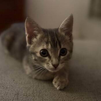 Suki -  Domestic Short Hair Cat for Adoption in Elfin Forest, California - Suki | PetCurious