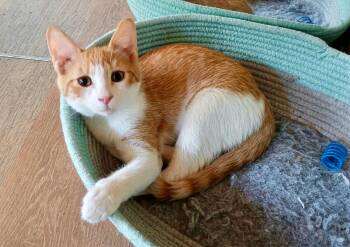 Kings Canyon -  Domestic Short Hair Cat for Adoption in Apex, North Carolina - Kings Canyon | PetCurious