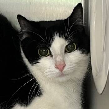 Rescue Domestic Short Hair Cats for Adoption in Cumming, Georgia - Oreo | PetCurious