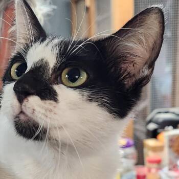 Velli K46530 -  Domestic Short Hair Cat for Adoption in Corsicana, Texas - Velli K46530 | PetCurious