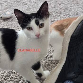 Clarabelle - COURTESY POST -  Domestic Short Hair Cat for Adoption in Fowlerville, Michigan - Clarabelle - COURTESY POST | PetCurious
