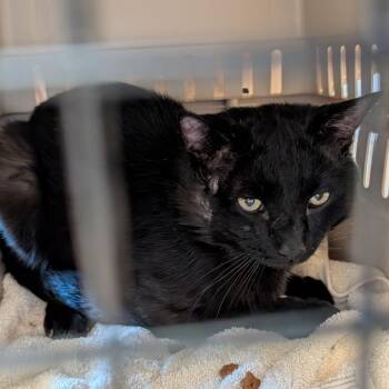 Domestic Medium Hair Cats Available for Adoption in Fairport, New York - Sloane | PetCurious