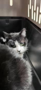 Domestic Short Hair Cats Available for Adoption - Milo | PetCurious