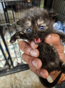 Moe -  Domestic Short Hair Cat Available for Adoption in Lockhart, Texas - Moe | PetCurious
