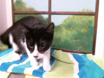 MIA -  Domestic Short Hair Cat for Adoption in Houston, Texas - MIA | PetCurious