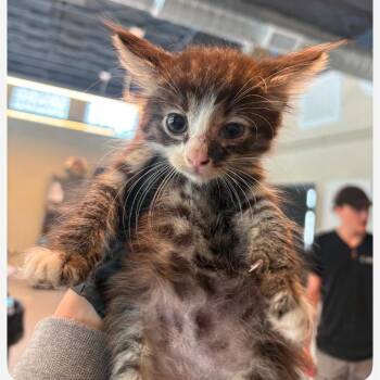Mini -  Domestic Medium Hair Cat for Adoption in Huntington, West Virginia - Mini | PetCurious
