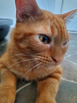 Rescue American Shorthair Cats for Adoption in Gladwin, Michigan - Redd | PetCurious