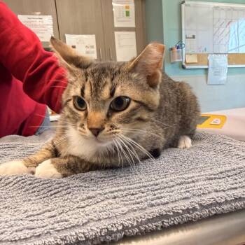 Domestic Short Hair Cats Available for Adoption in Saint Charles, Missouri - Scuba Steve | PetCurious