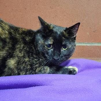 Rosie -  Domestic Short Hair Cat for Adoption in Cabot, Arkansas - Rosie | PetCurious